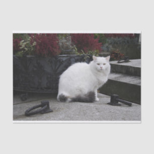 Papel De Seda Bonito Gato Branco Em Um Grave