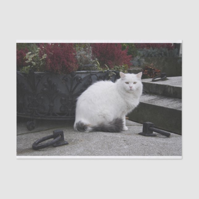 Papel De Seda Bonito Gato Branco Em Um Grave (Frente )