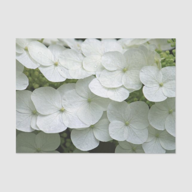 Papel De Seda Bonito Hydrangea Floral Foto (Frente )