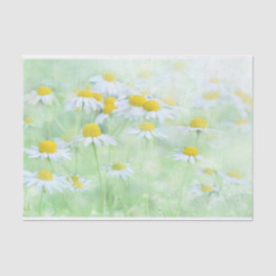 Papel De Seda Bonito margaridas em uma fotografia de campo
