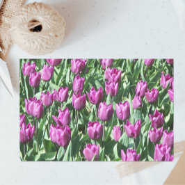 Papel De Seda Bonito Tulipas Roxas Floral