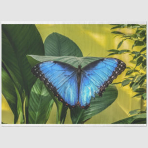 Papel De Seda Borboleta Azul Morpho Arte Floral da Natureza