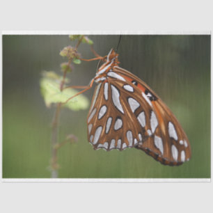 Papel De Seda Borboleta do Golfo Fratural Paixão Laranja Verde
