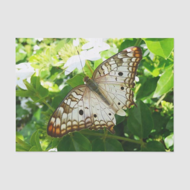 Papel De Seda Borboleta em Jasmine Fotografia sobre Natureza Tro (Frente )