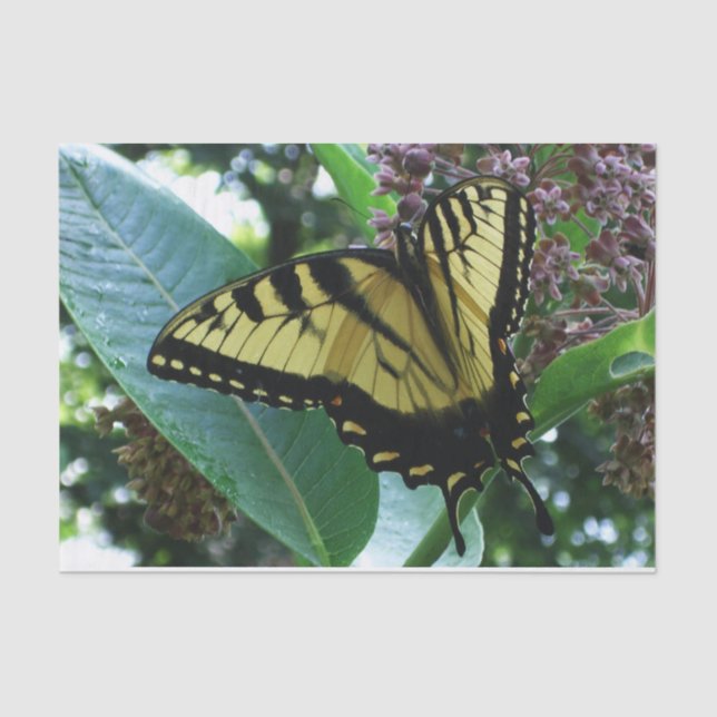 Papel De Seda Borboleta I de Swallowtail em Milkweed em Shenando (Frente )