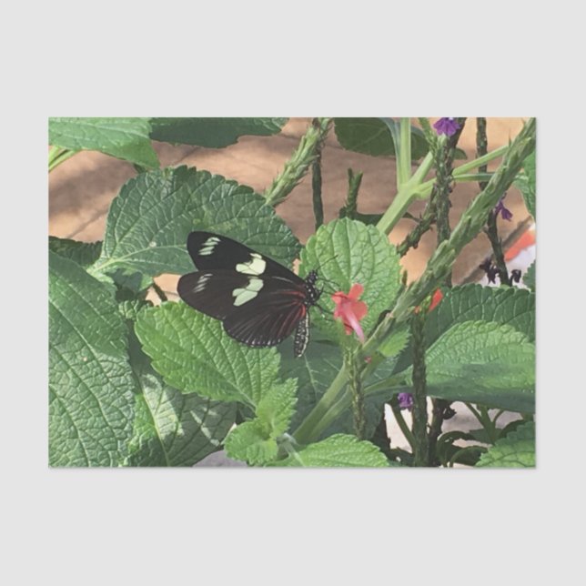 Papel De Seda Borboleta preta e amarela em Primavera (Frente )