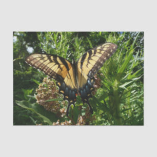 Papel De Seda Borboleta Rabo de Andorinha III Foto Colorida Boni