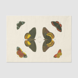 Papel De Seda Borboletas brilhantes por Pieter Cramer