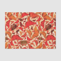 Borboletas de outono