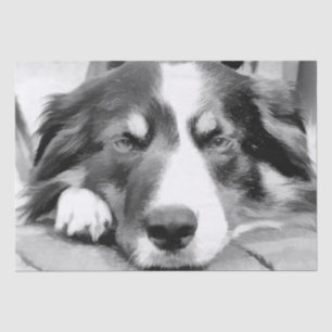 PAPEL DE SEDA BORDER COLLIE