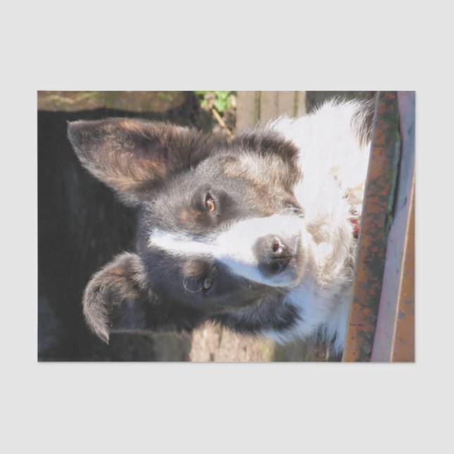 PAPEL DE SEDA BORDER COLLIE (Frente )