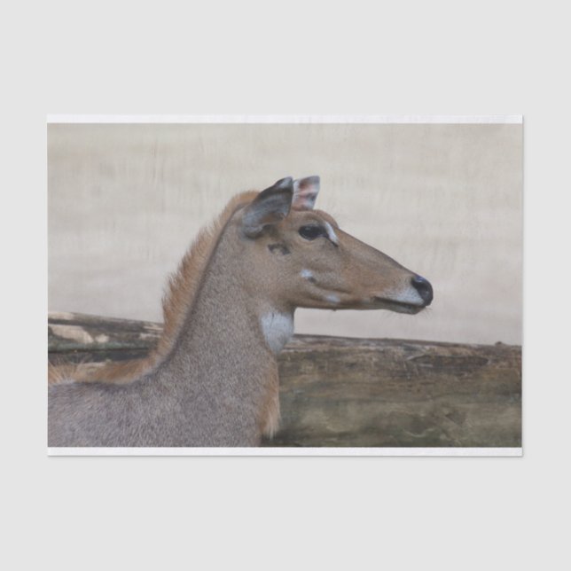 Papel De Seda Boselaphus tragocamelus (Frente )