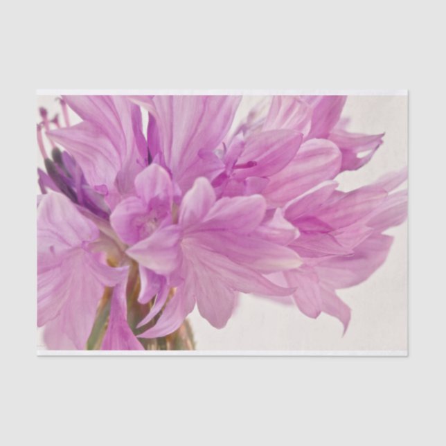 Papel De Seda Botão Batchelor (Frente )