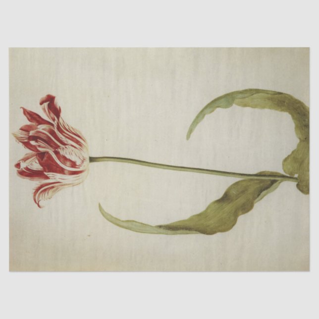 Papel De Seda Brabantson Tulip por Judith Leyster (Frente )