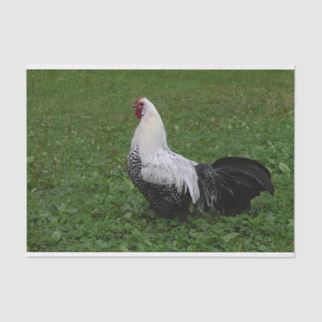 Papel De Seda Brakel Hahn (Frente )