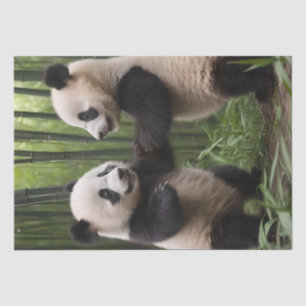 Papel De Seda Brincadeiras: Bebês Pandas Brincam na Floresta