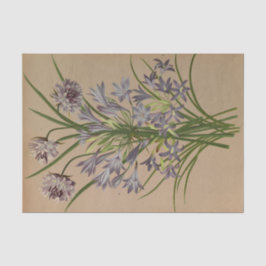 Papel De Seda Brodiea Congesta por Arentina Hendrica Arendsen