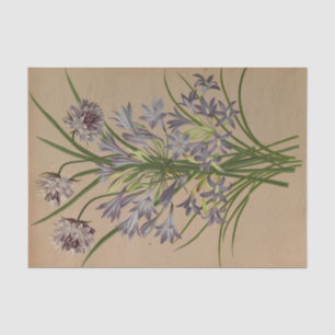 Papel De Seda Brodiea Congesta por Arentina Hendrica Arendsen