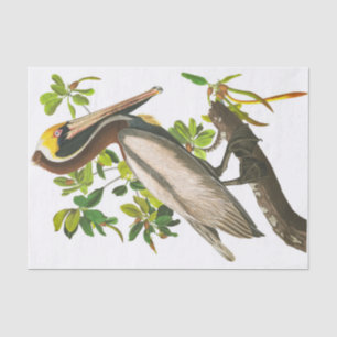 Papel De Seda Brown Pelican por John James Audubon