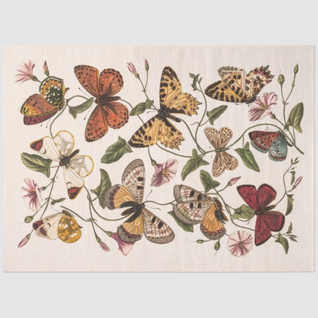 Papel De Seda Butterfly & Moth por Paul Gervais (Frente )