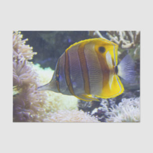 Papel De Seda Butterflyfish amarelos & brancos de Copperband da