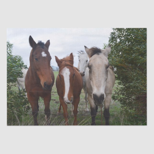 Papel De Seda Cabelo Franco: Deliciosos Problemas com Cavalos, (Frente )