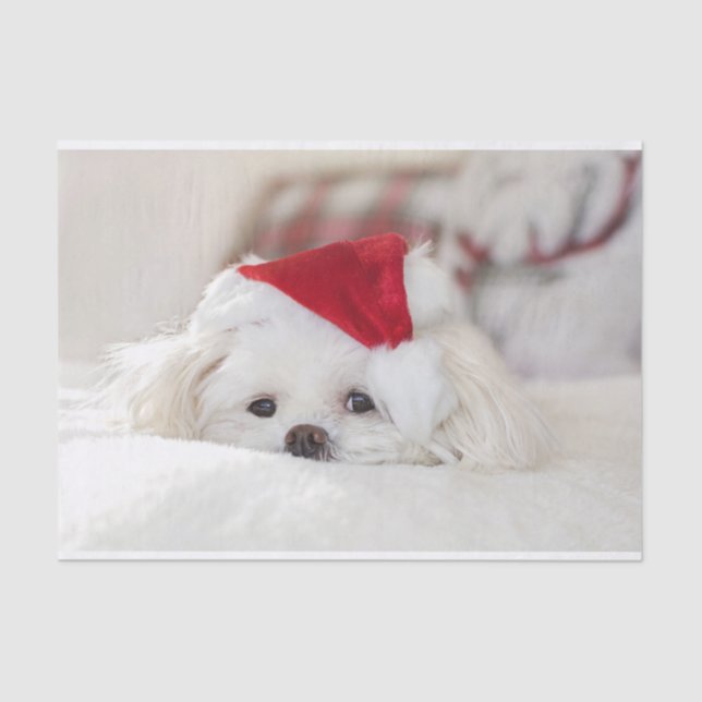 Papel De Seda Cachorro Branco bonito num chapéu de Natal Vermelh (Frente )