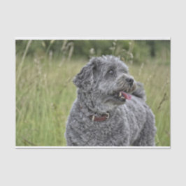 Papel De Seda Cachorro Cortado Terrier