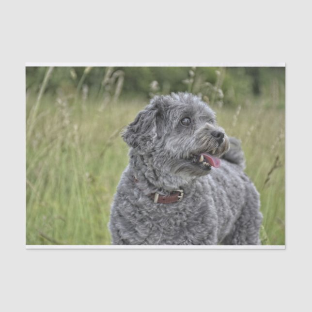 Papel De Seda Cachorro Cortado Terrier (Frente )