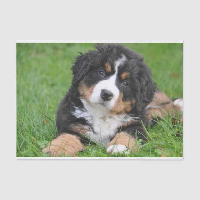 Papel De Seda Cachorro de Montanha Bonita Bernese (Frente )