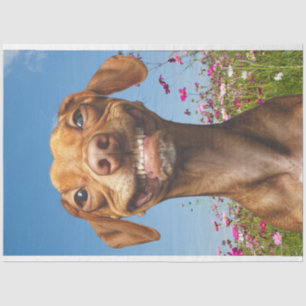 Papel De Seda Cachorro sorridente no campo da dissociação das fl