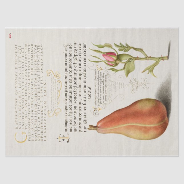 Papel De Seda Caligrafia Rosa francesa de pera (Frente )