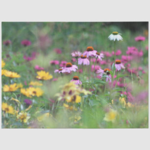 Papel De Seda Campo de Coneflowers de Verão