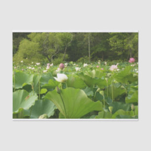 Papel De Seda Campo de Flores de Lotus no Jardim de Verão