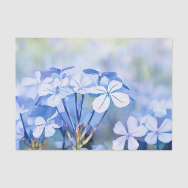 Papel De Seda Campo de Flores-Plumbago (D) Aquarela (Frente )
