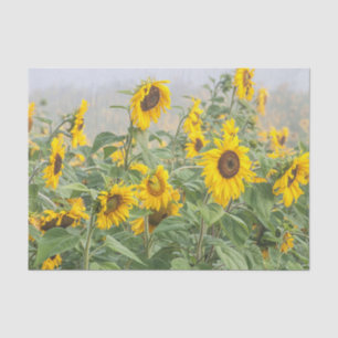 Papel De Seda Campo de Girassóis Amarelo Verde Belo Decoupage