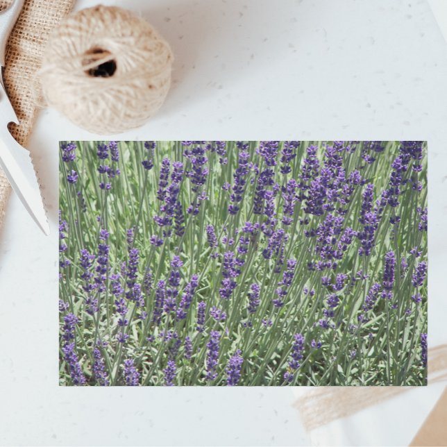 Papel De Seda Campos de Lavanda Roxo Floral (In Situ)