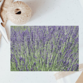 Papel De Seda Campos de Lavanda Roxo Floral