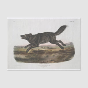 Papel De Seda Canis lupus, Lobo Negro Americano. Homem. Vintage
