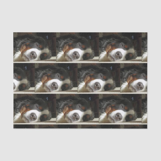 Papel De Seda cão de montanha bernês dormindo (Frente )