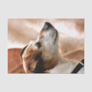 PAPEL DE SEDA CÃO DE RUSSELL TERRIER DO JAQUE