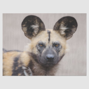 Papel De Seda Cão selvagem africano (Cão pintado)