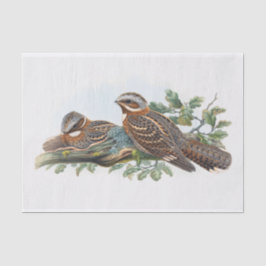Papel De Seda Caprimulgus Ruficollis, Decoupage