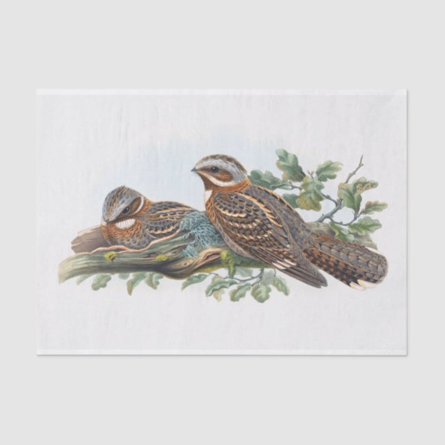 Papel De Seda Caprimulgus Ruficollis, Decoupage (Frente )