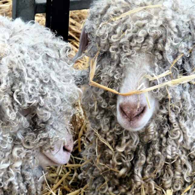 PAPEL DE SEDA CAPRINOS CORTES (Criador carregado)
