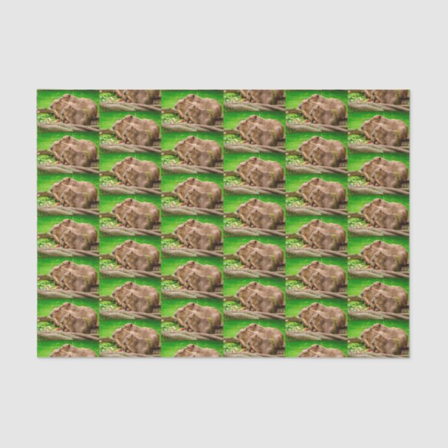 Papel De Seda Capybara Trio (Frente )