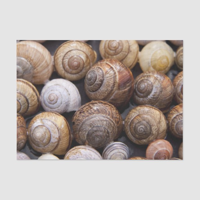 Papel De Seda Caracóis (Frente )