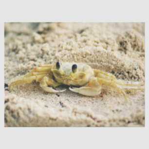 Papel De Seda Caranguejo da areia, Curaçau, ilhas das Caraíbas