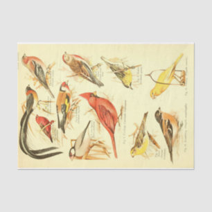 Papel De Seda Cardeal para desligamento de Ephemera de aves