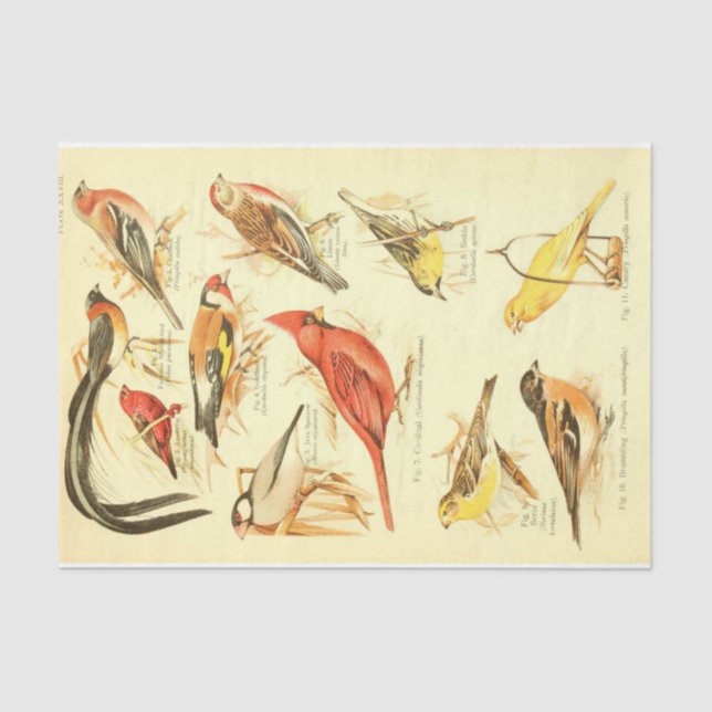 Papel De Seda Cardinal de Decoupage Ephemera de Aves (Frente )